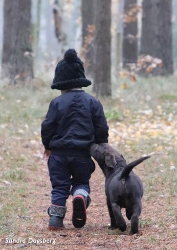 Pojke promenerar med labradorvalp