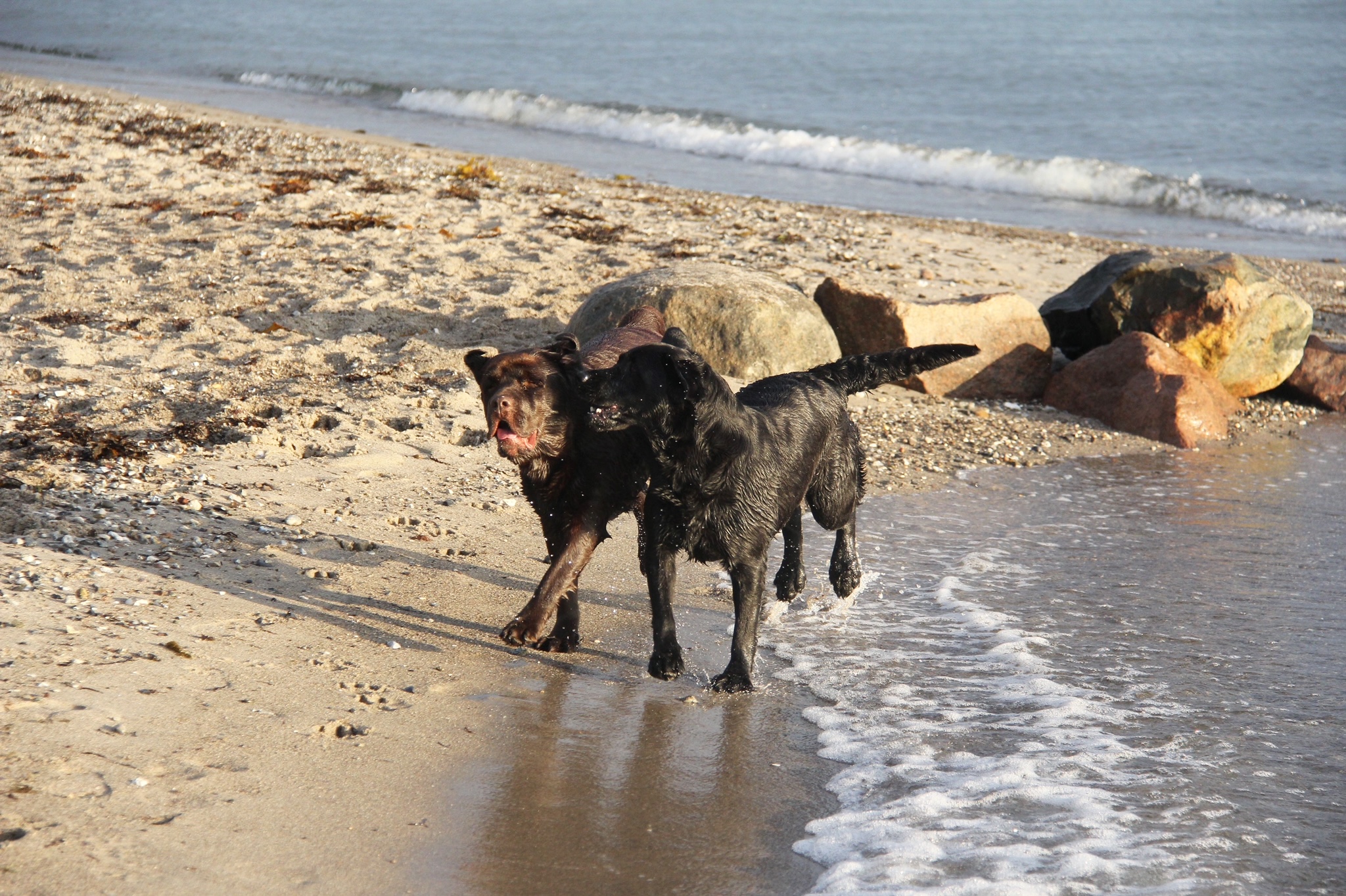 Brun och svart labrador so leker på en strand