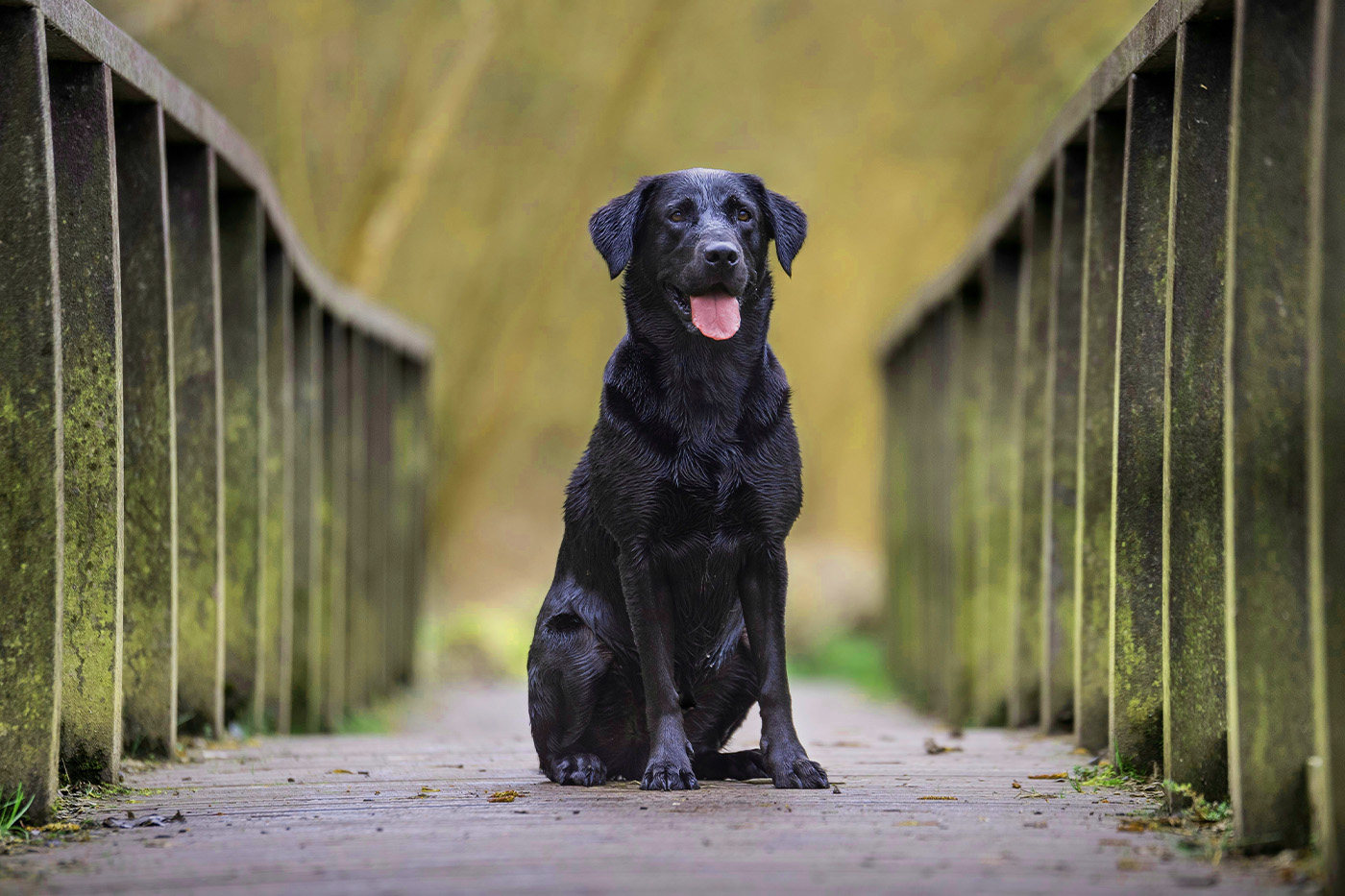 Labrador sitter på en bro