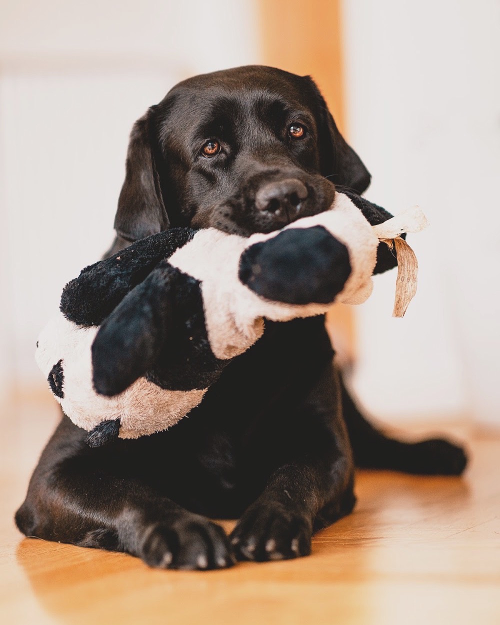 Gullig labrador med en leksak i munnen