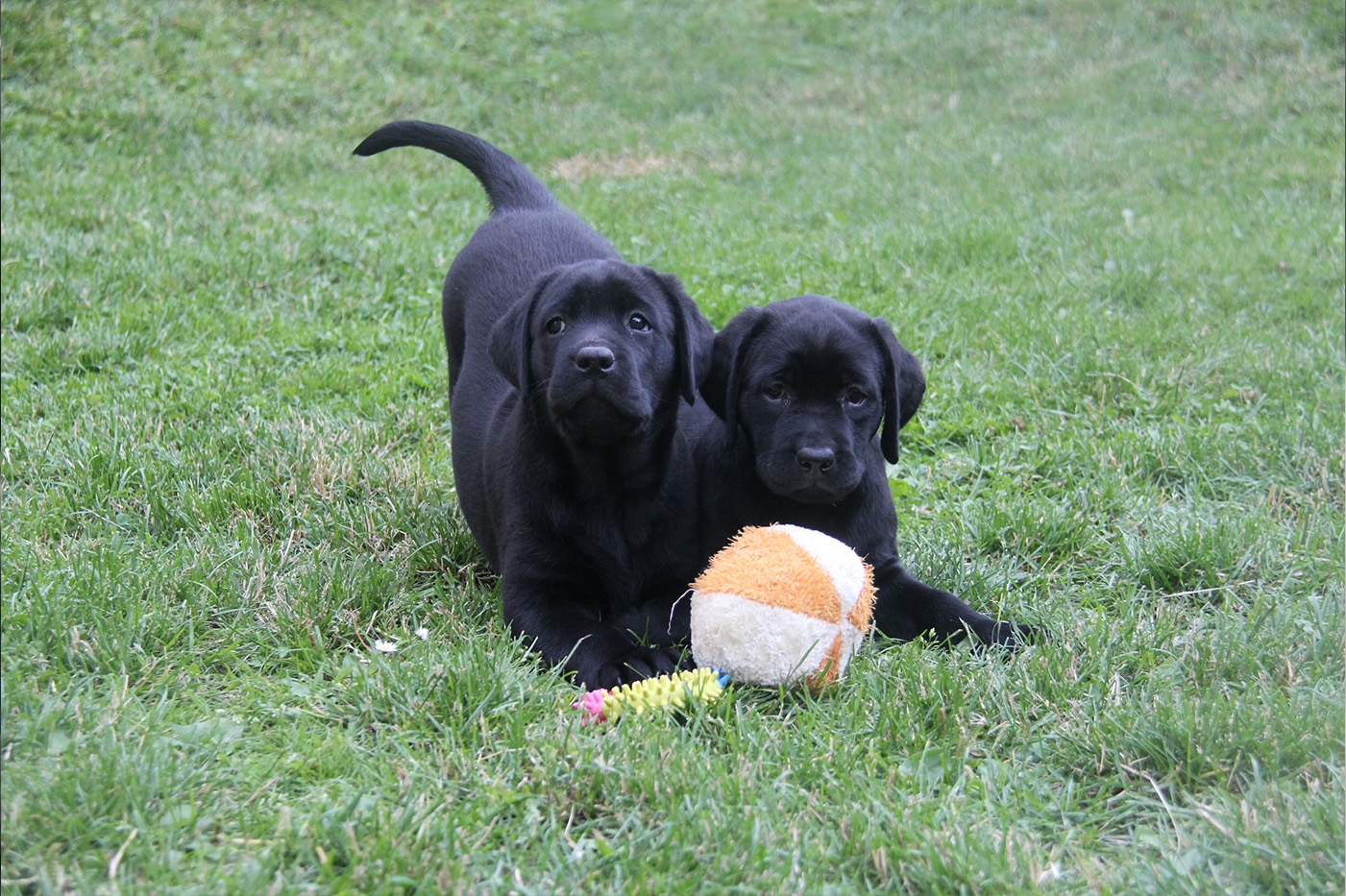 Labradorvalpar som leker med en boll