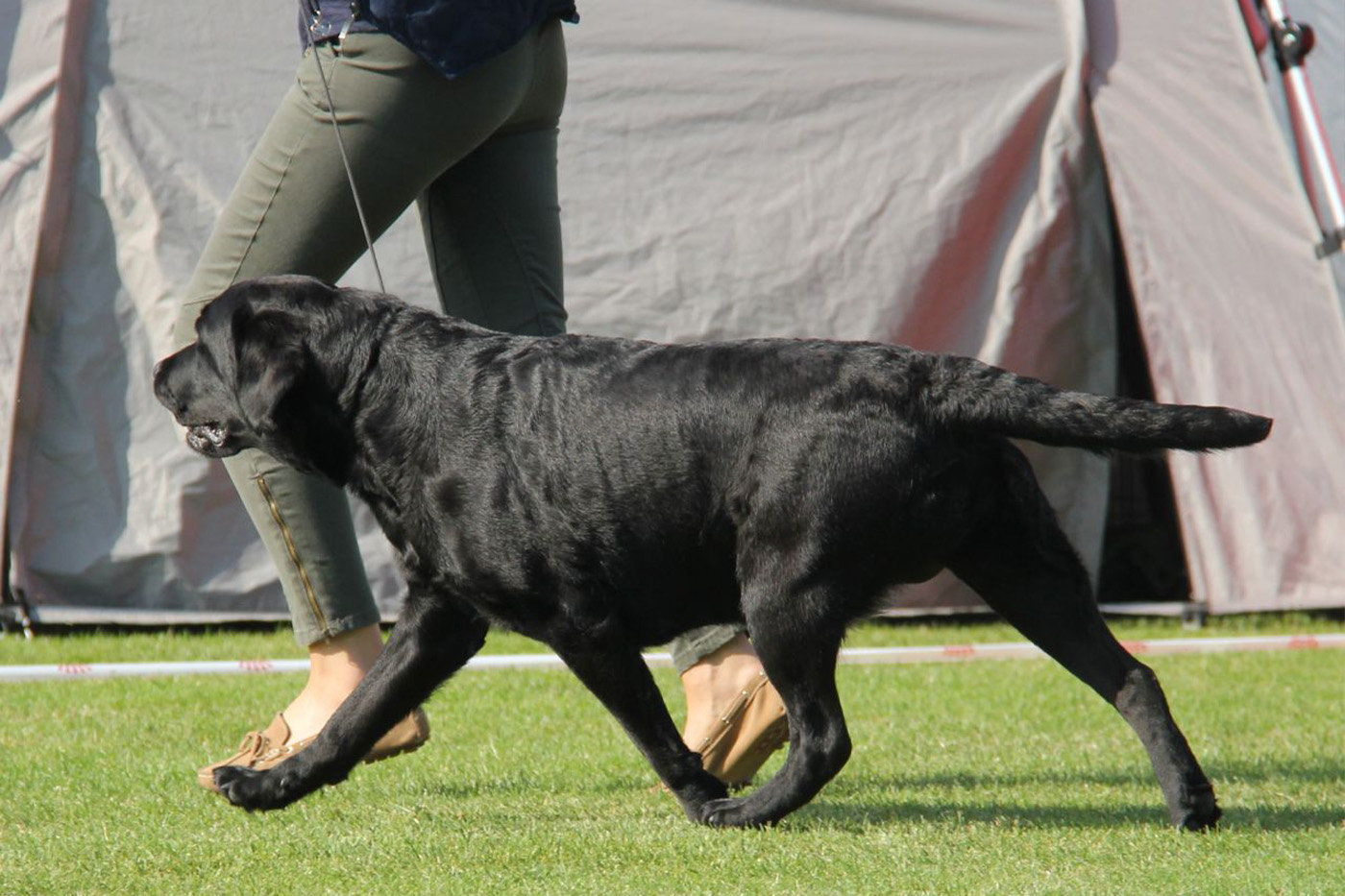 Utställning för labradorer