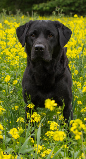 Svar labrador bland gula blommor