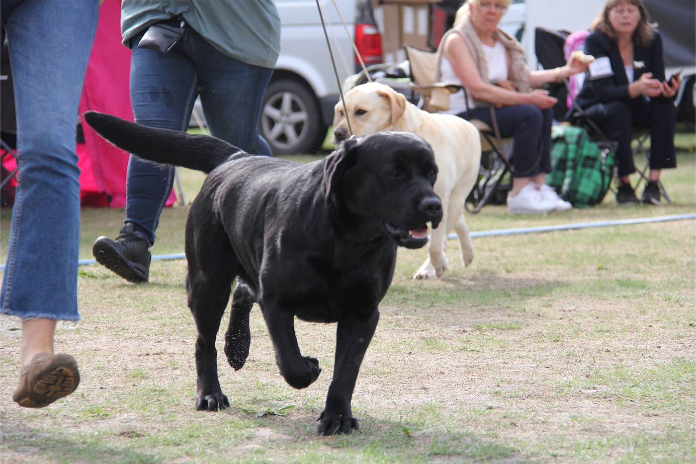 Labrador på utställning