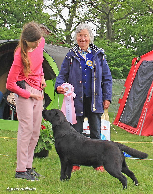 Best in show labradorvalp 2022