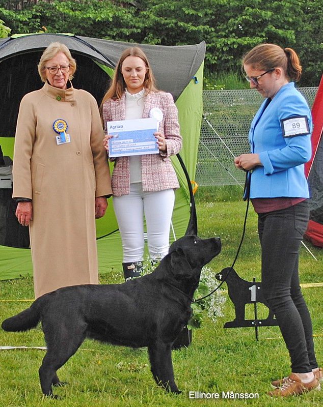 Bästa svenska labrador 2022