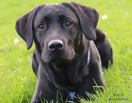 funktionsbeskrivning av labrador